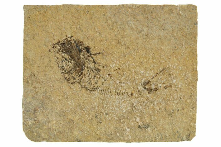 Oligocene Fossil Deep-Sea Hatchetfish (Polyipnus) - Poland #374283